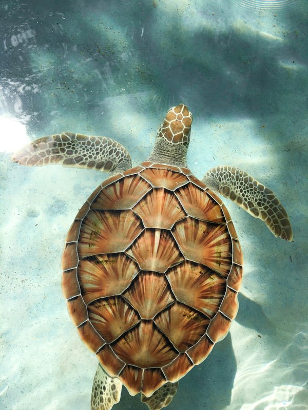 Quels sont les meilleurs spots pour une plongée sous-marine avec les tortues de mer aux Seychelles?