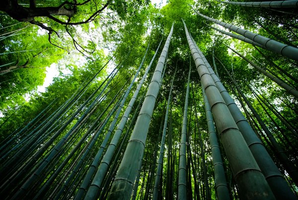Quels sont les meilleurs itinéraires pour une randonnée dans les forêts de bambou de Kyoto?